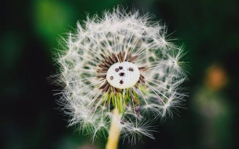 春天的花朵和春天怎么画 春天的花朵的简笔画