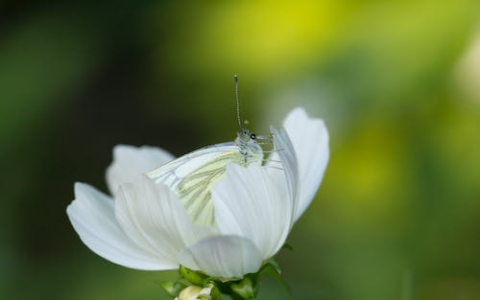 六朵梅花花瓣的画法 六瓣梅花象征
