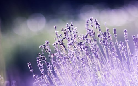 幻灯片怎么设置成两栏内容 幻灯片如何改为两栏